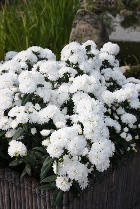 817. Jaunbeļģijas ziemastere 'Mystery Lady Jessica' (1,5 l konteiners)